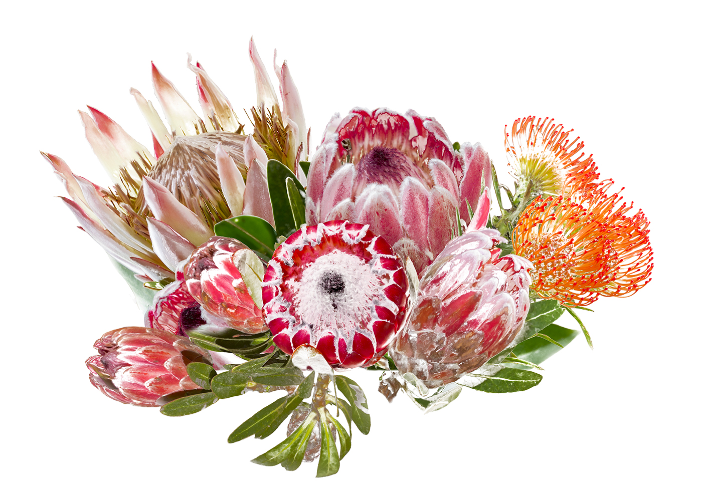 protea-placemat-10